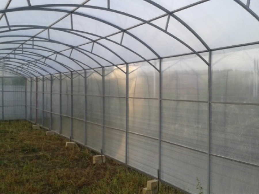 Теплицы Грибок